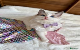 Ragdoll cats for sale: GCCF, They are ready for their new home. - Image 38