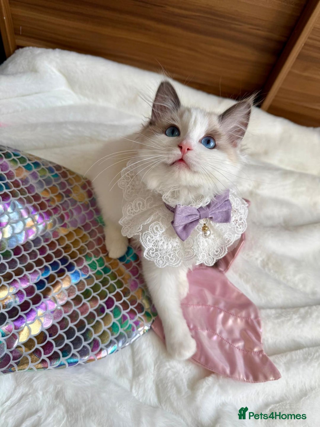 Ragdoll cats for sale: GCCF, They are ready for their new home. - Image 38