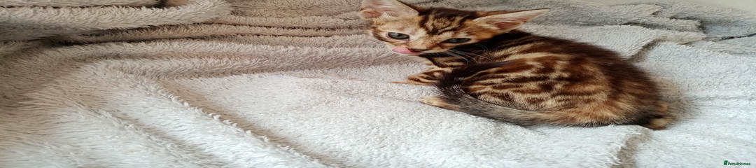 Mixed Breed Kitten 4