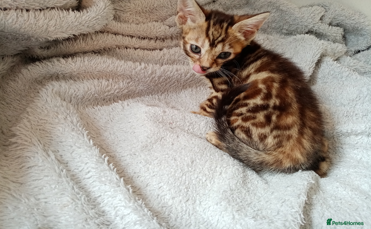 Mixed Breed cats - Advert 3