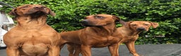 Rhodesian Ridgeback dogs for stud: Fully health tested proven KC stud  in Rotherham - Advert 10