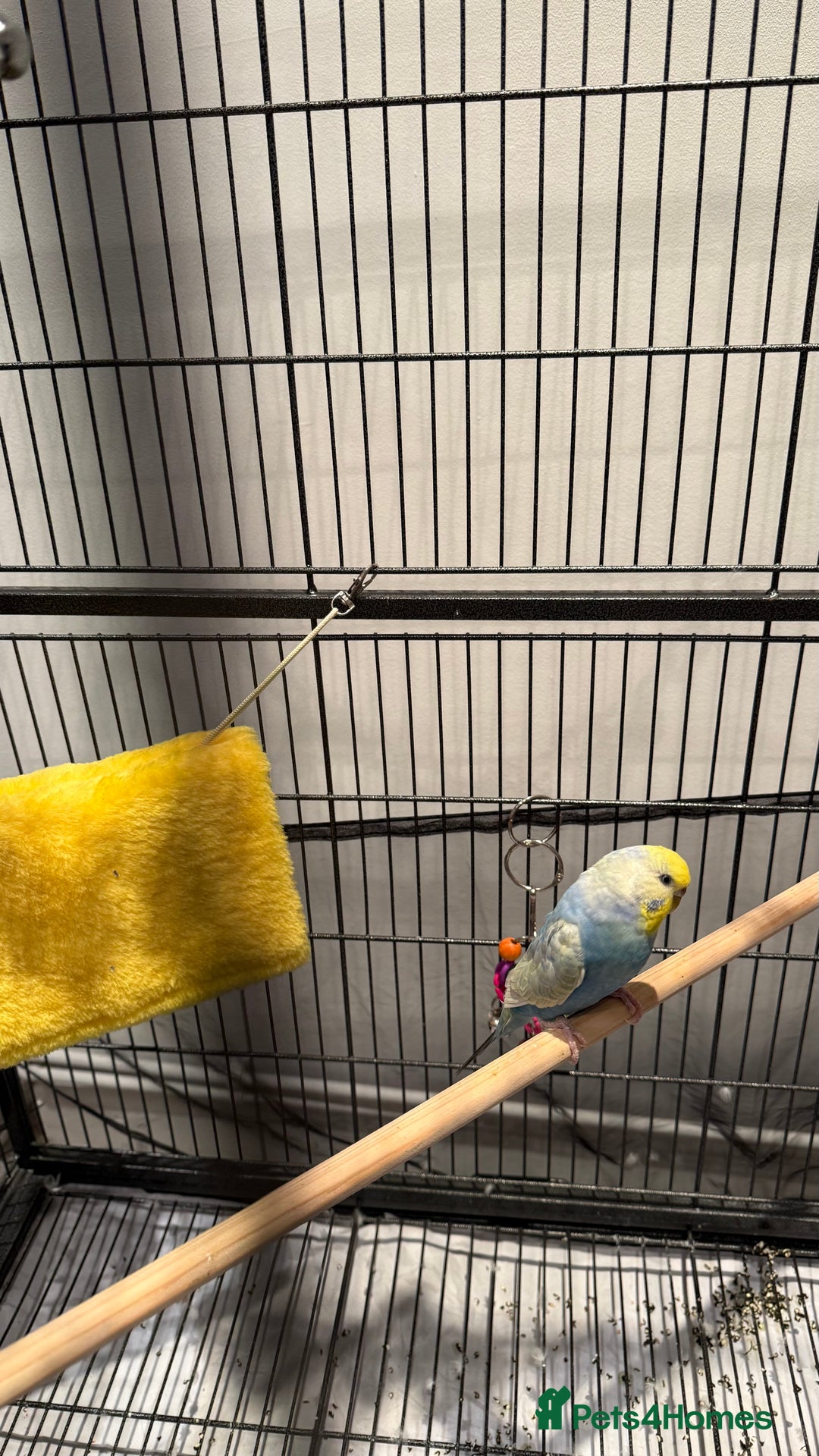 Budgerigars birds for sale: 1 BUDGIE AND CAGE FOR FREE ‼️ - Advert 2