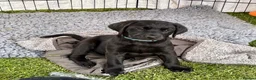 Labrador Retriever dogs for sale: KC FTCh Black Lab Boys - Elite Quality, Ready Now - Advert 13