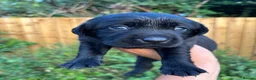 Labrador Retriever dogs for sale: KC Pedigree Labradors for sale  - Advert 30
