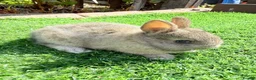 Netherland Dwarf rabbits for sale: Pure Netherland Dwarf  - Advert 13