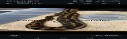 Python Snake reptiles for sale: Ball python in Welwyn Garden City - Advert 2