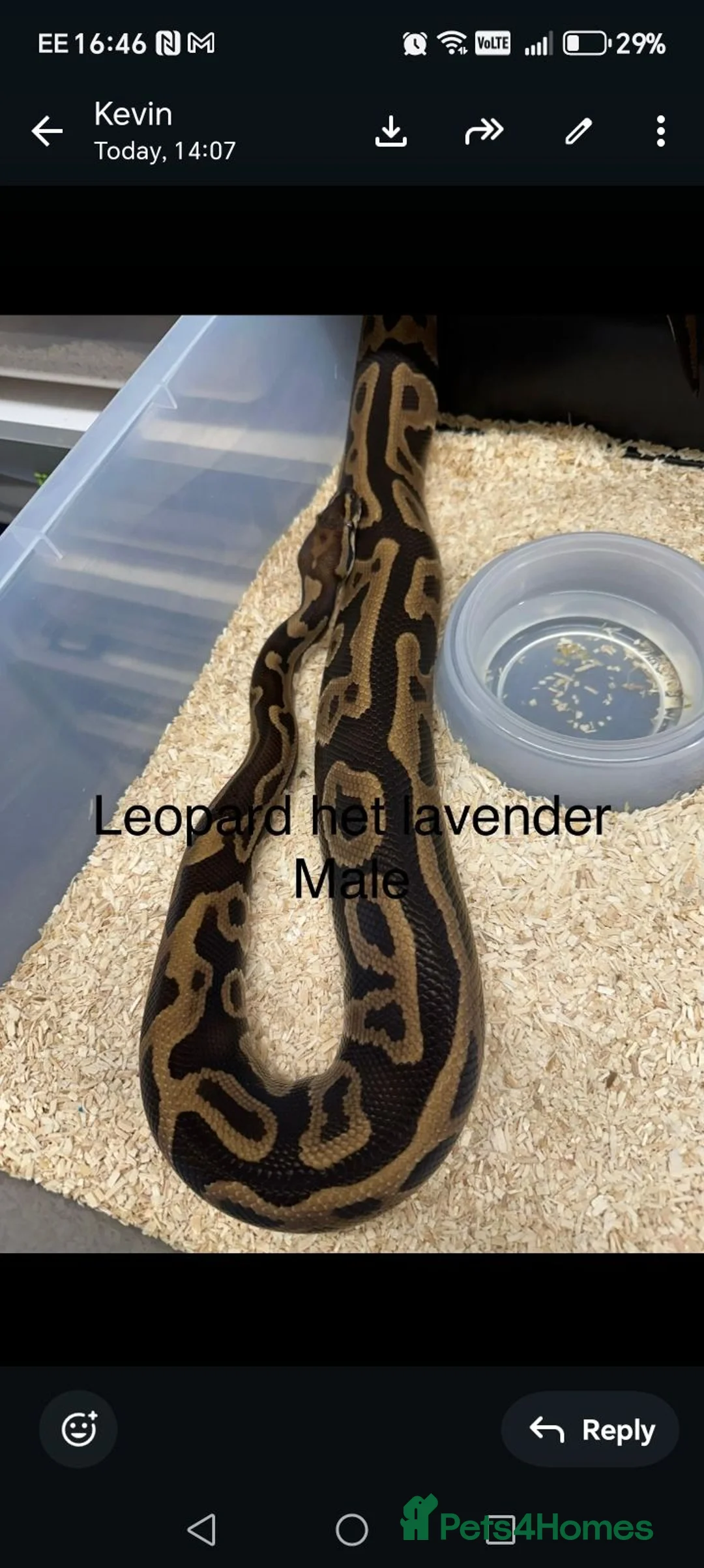 Python Snake reptiles for sale: Ball python in Welwyn Garden City - Advert 2