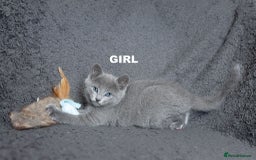 Russian Blue cats for sale: Pure Russian Blue Kittens Available  - Image 21