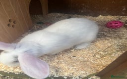 Mini Lion Lop rabbits for sale: Baby bunnies mini lion lops ready now  - Image 37