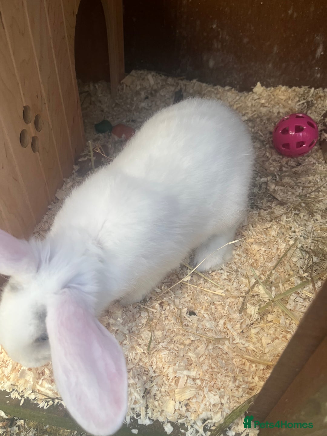 Mini Lion Lop rabbits for sale: Baby bunnies mini lion lops ready now  - Image 37
