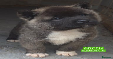 Akita dogs - Advert 3