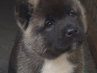 Akita dogs - Advert 13