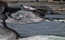 Mixed Breed dogs for sale: Male Fraffie For Sale - Image 8