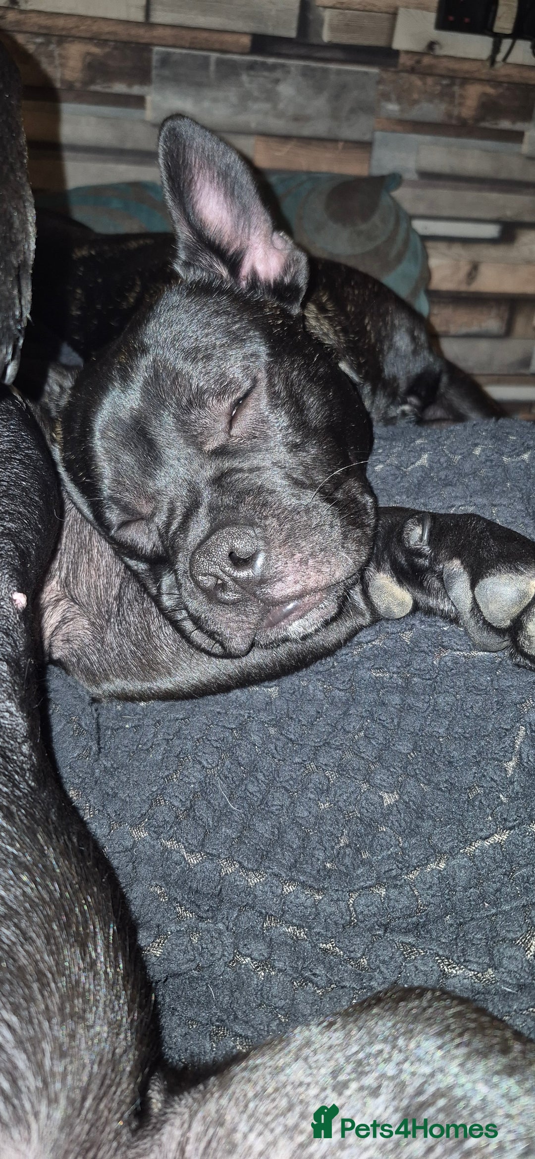 Mixed Breed dogs for sale: Male Fraffie For Sale - Image 8