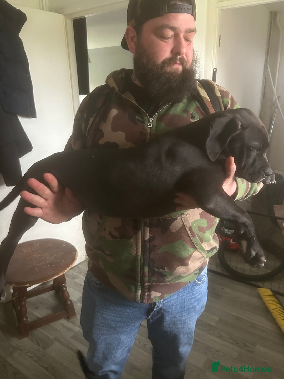 Mixed Breed dogs for sale: American bulldog x bully staff - Advert 9