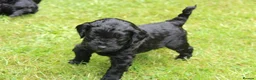 Cockapoo dogs for sale: F1B Cockapoo puppies… **4 still available** - Advert 26