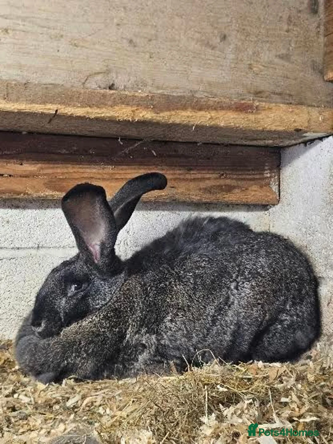 Continental Giant rabbits for sale: continental giant rabbits for sale ready go  now - Advert 2