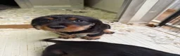 Dachshund dogs for sale: Wired Hair Dachshund Teckle Puppies - Advert 1