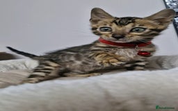 Bengal cats for sale: READY REDUCED TICA Genetic/Health Tested Bengals - Image 14