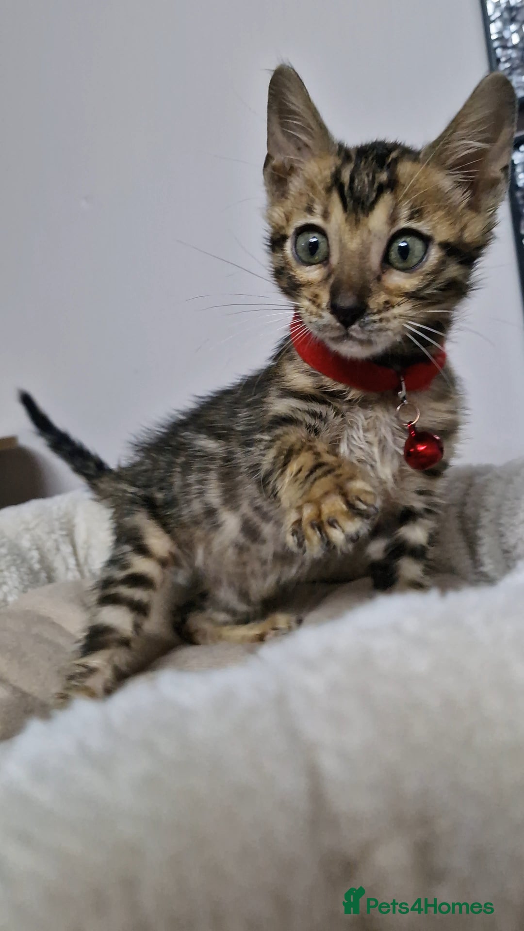 Bengal cats for sale: READY REDUCED TICA Genetic/Health Tested Bengals - Image 14