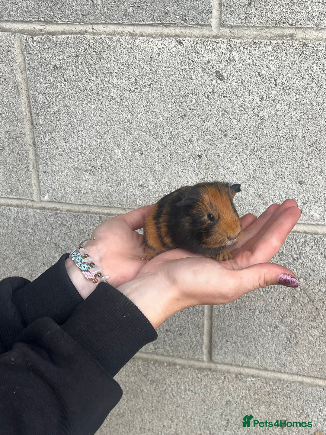 Guinea Pig rodents for sale: Lovely Guinea Pig looking for her new home - Image 3