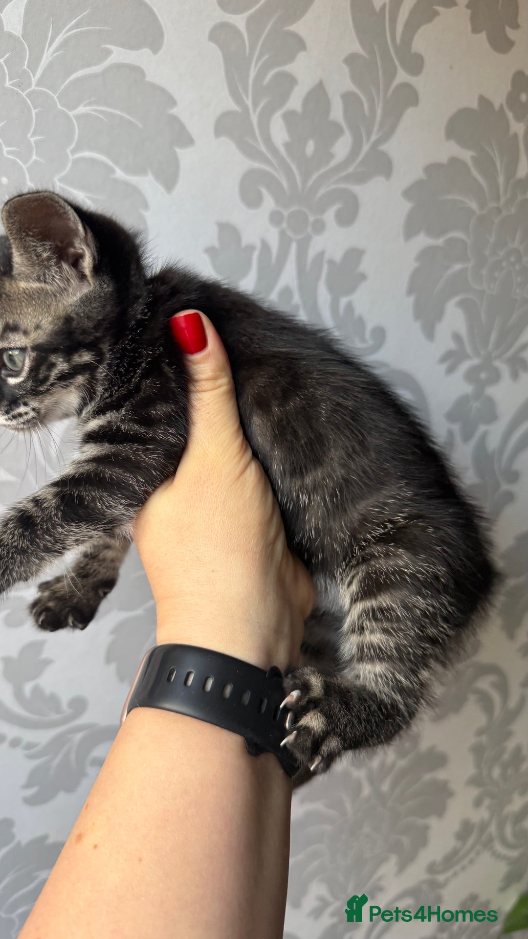 Mixed Breed cats for sale: Mixed bengal kittens - Advert 34