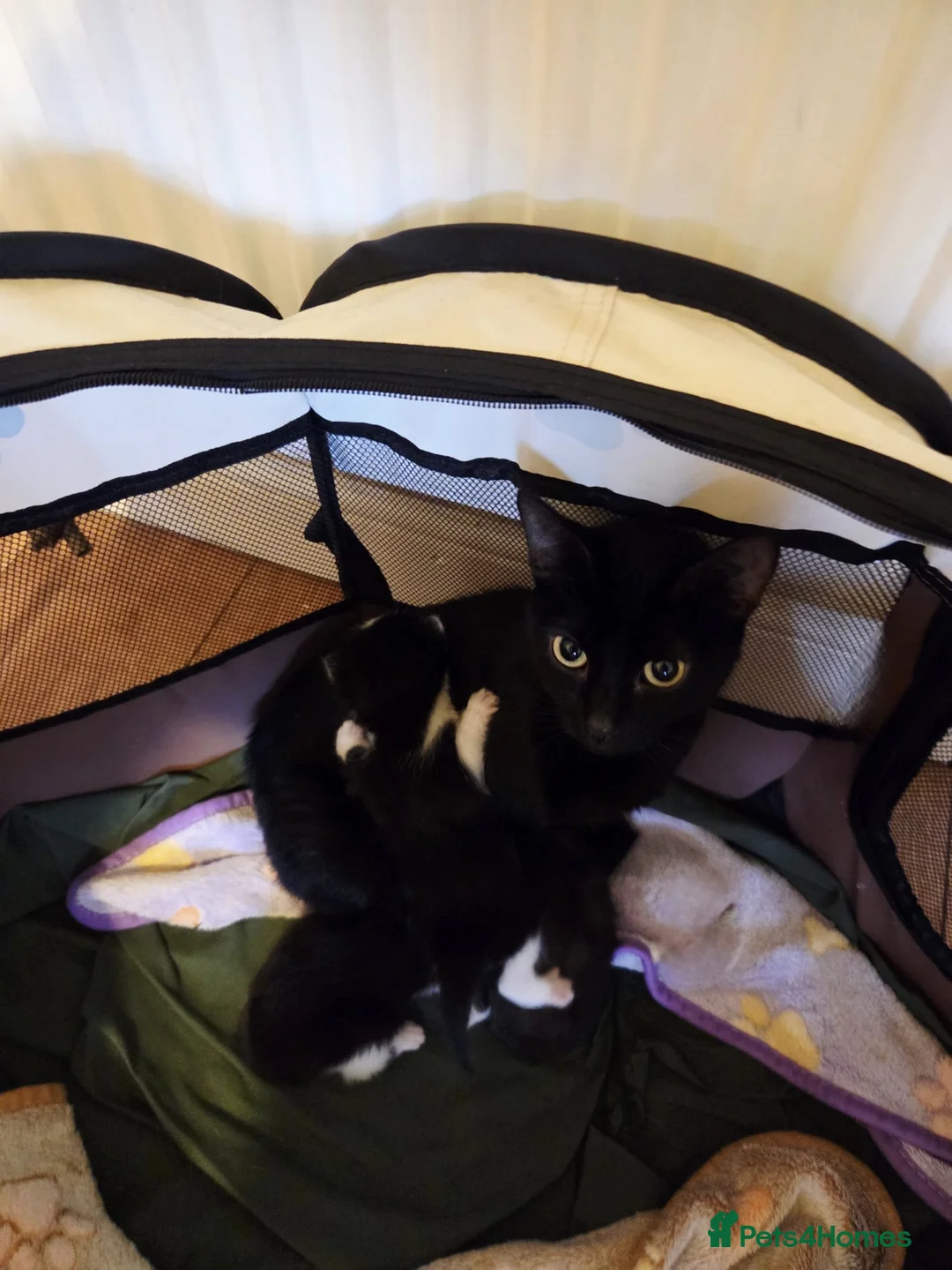 Mixed Breed cats for sale: Black and white kittens - Advert 1