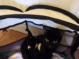 Mixed Breed cats Black and white kittens - Advert 1