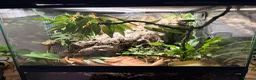 Gecko reptiles for sale: Spotted gargoyle gecko  - Advert 6