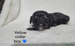 Cavapoo dogs for sale: Stunning litter of cavapoos - Image 30
