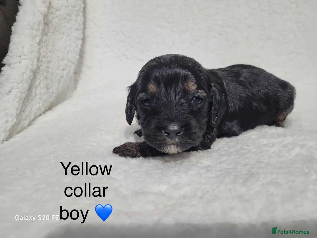 Cavapoo dogs for sale: Stunning litter of cavapoos - Image 30