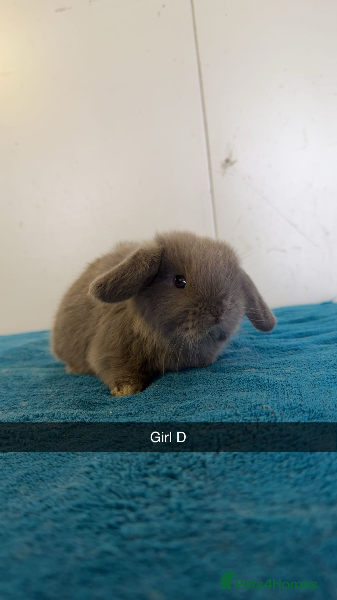 Mini Lop rabbits for sale: Pure mini lops for reserve  - Image 5