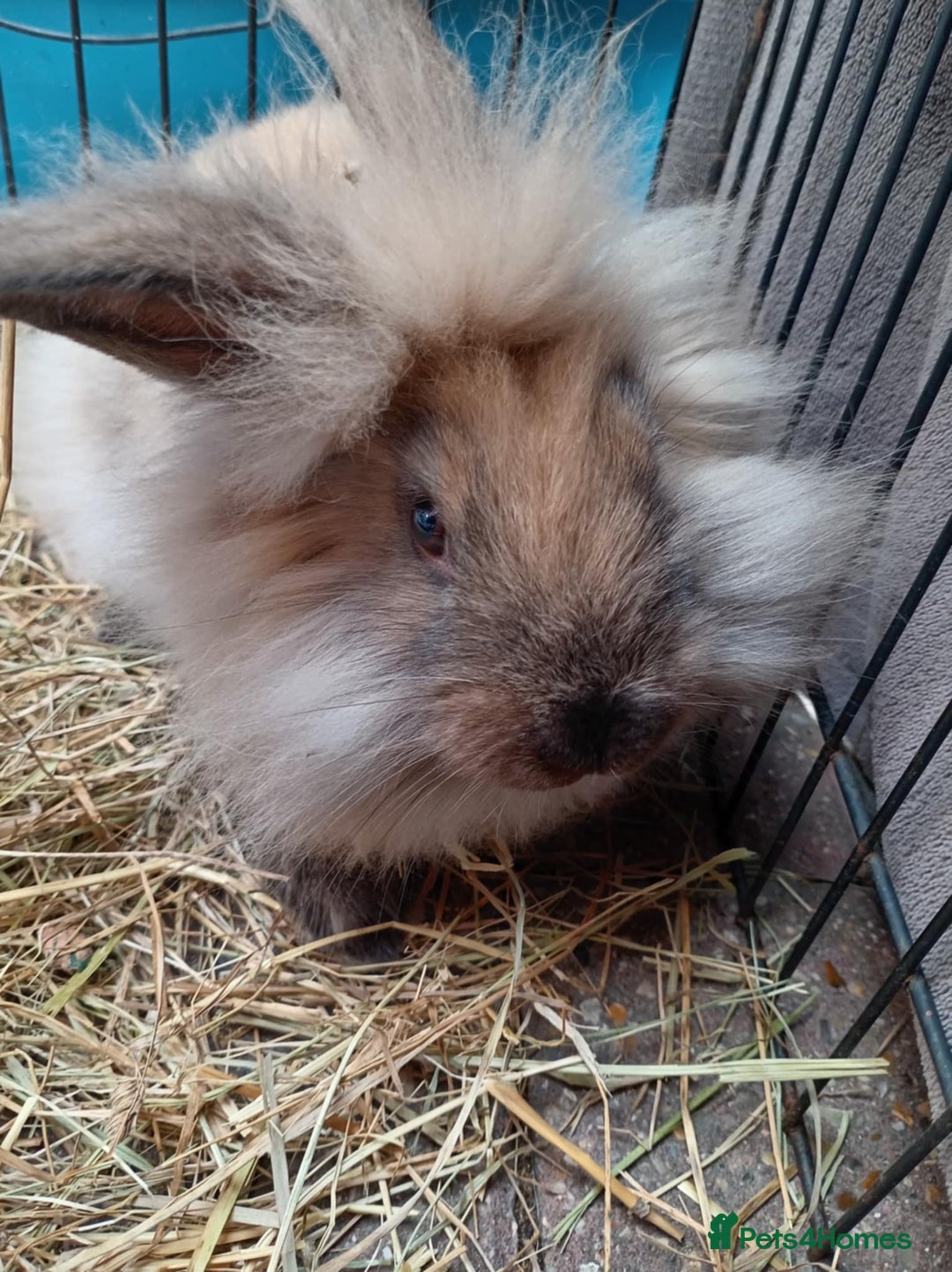 Mini Lion Lop rabbits for sale: 3 boys 1 girl mini lion lop - Image 5