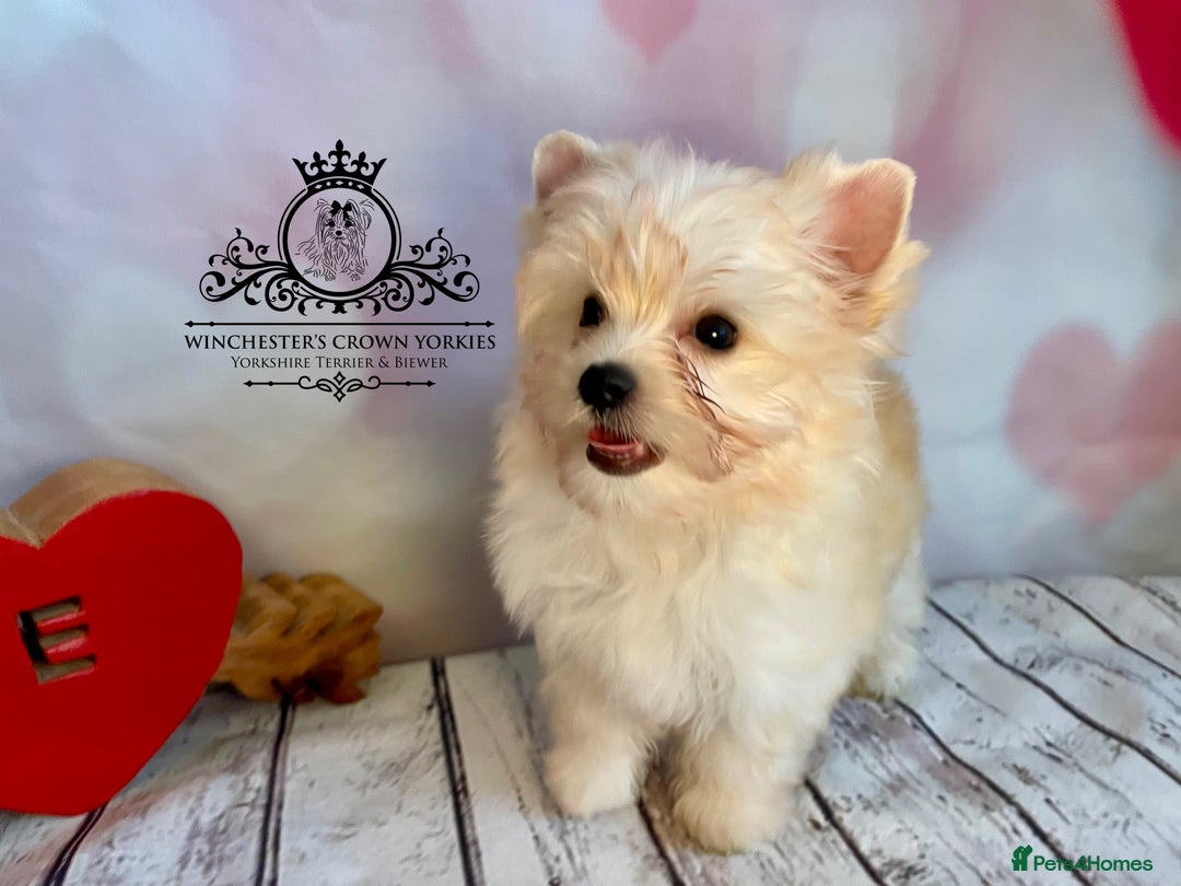 Yorkshire Terrier dogs for sale: ❤️Only 1 Girl left Golddust YT🥇Champion heritage! - Image 6