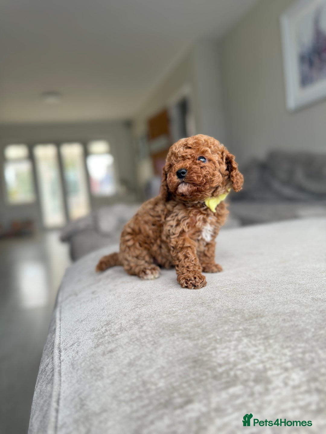 Cavapoo dogs for sale: 🌟 Premium F1bb Toy Cavapoo Puppies 🌟 - Advert 2