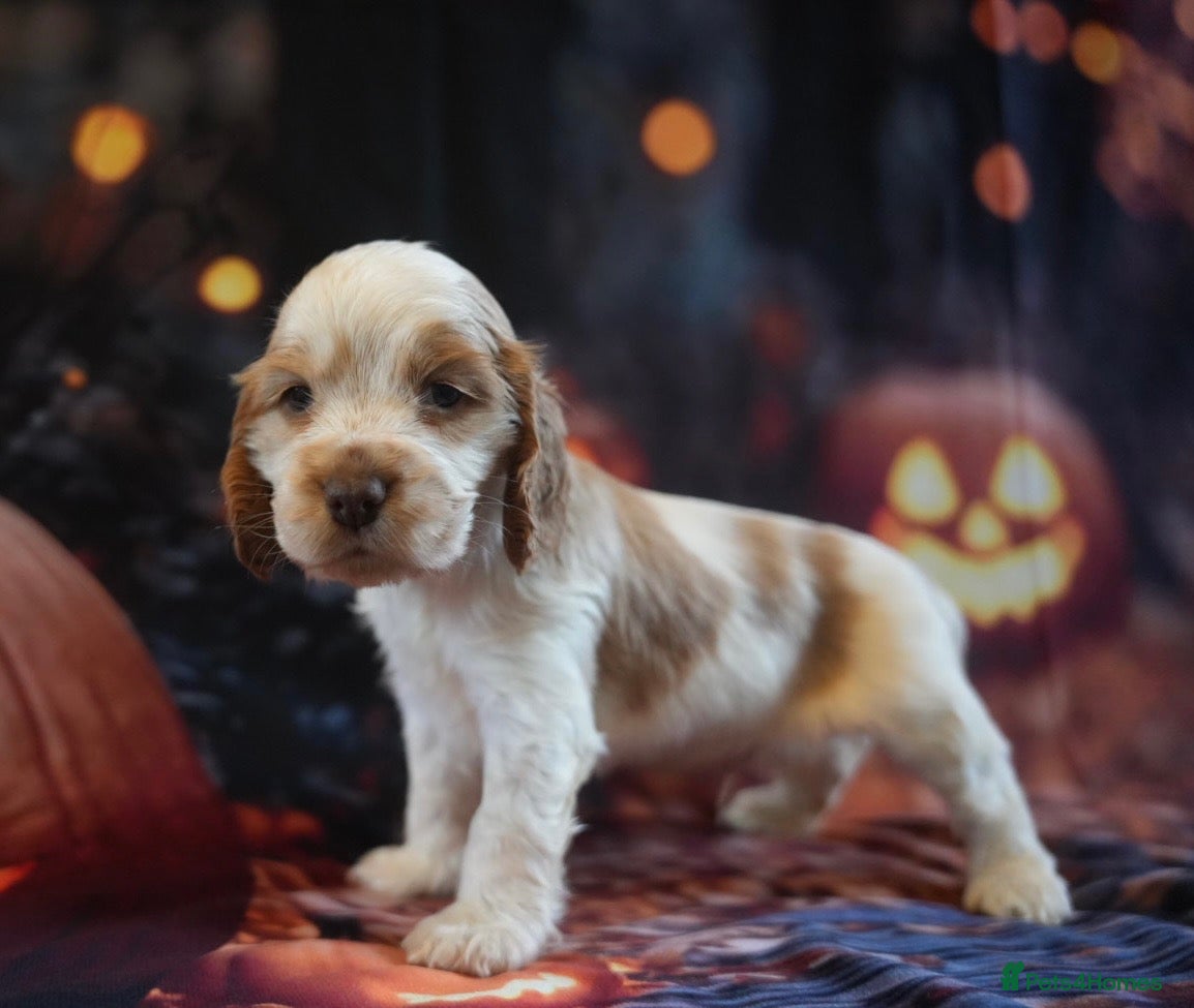 Cocker Spaniel dogs Exceptionally well health tested Kc show cockers - Advert 1