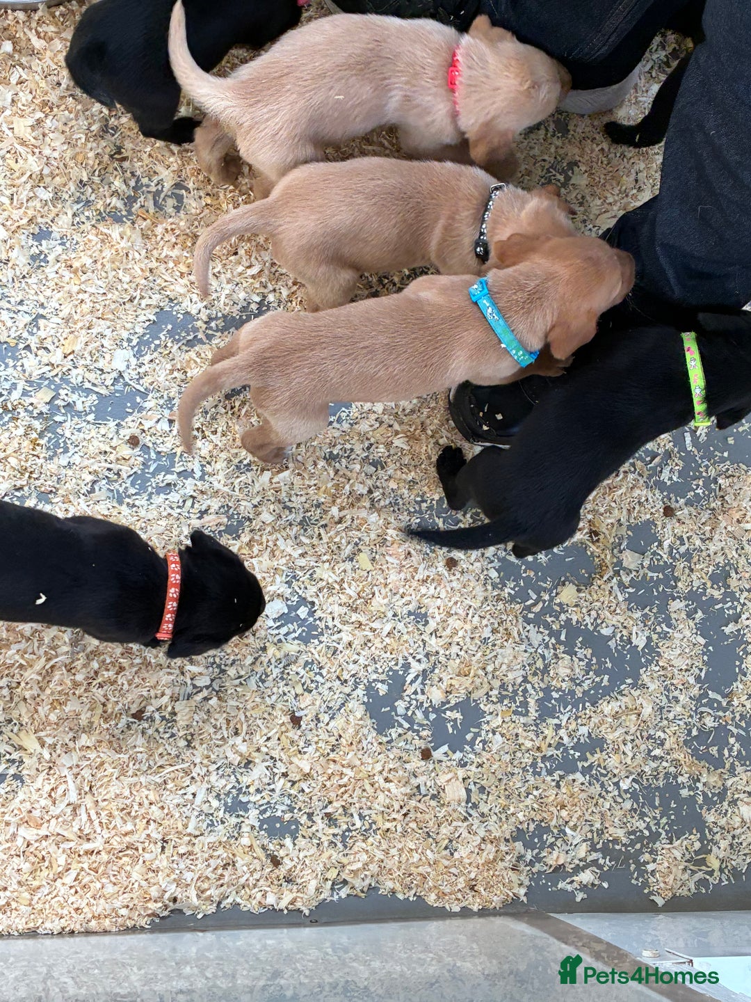Labrador Retriever dogs for sale: 8 Labrador pups last black female available  - Image 15