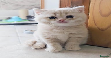 British Shorthair cats - Advert 12