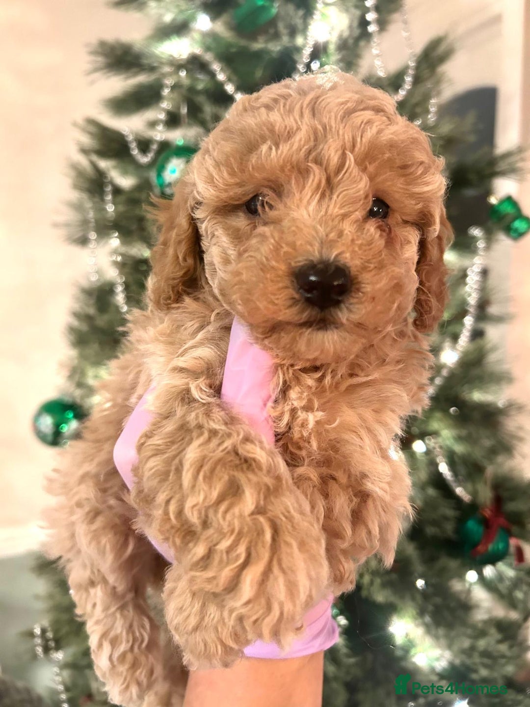 Poodle dogs for sale: Adorable Poodle puppies - Advert 4
