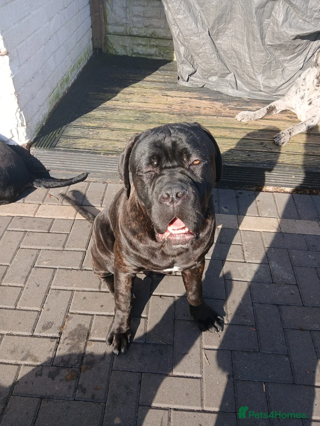 Cane Corso dogs for stud: My boy zeus stud - Advert 4