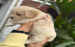 Maltipoo dogs for sale: ❤️Maltipoo beutifull puppies healthy checked❤️😍🥰 - Image 18