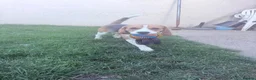 Beagle dogs for sale: KC registered Pluto ( playful Beagle)  - Advert 2