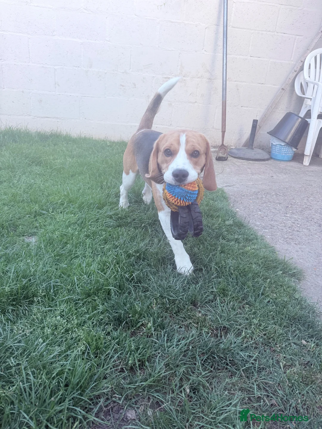 Beagle dogs for sale: KC registered Pluto ( playful Beagle)  - Advert 2
