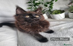 Maine Coon cats for sale: Beautiful Maine Coons  - Advert 11