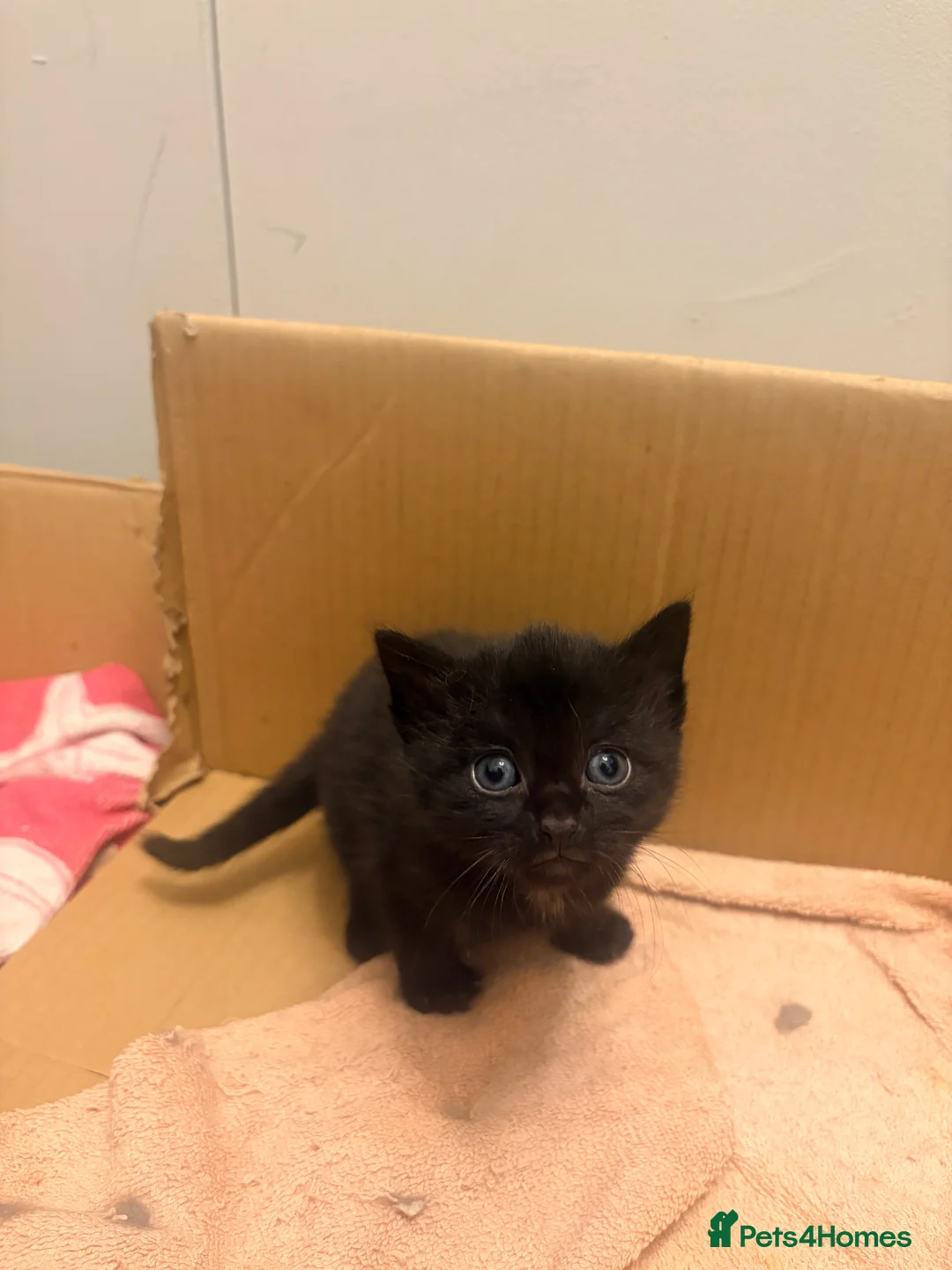 British Longhair cats for sale:  2 BEAUTIFUL FLUFFY BLACK KITTENS FOR SALE  in Norwich - Advert 2