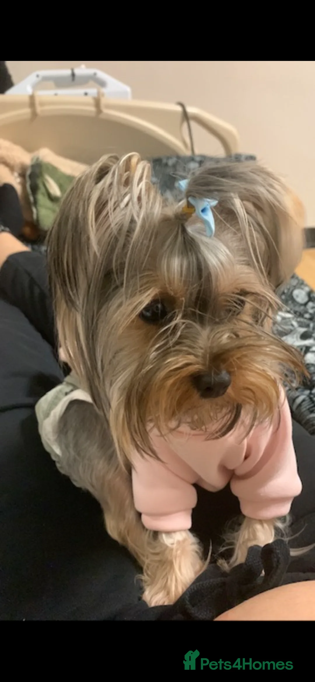 Yorkshire Terrier dogs for sale: Mini yorki in Manchester - Advert 2