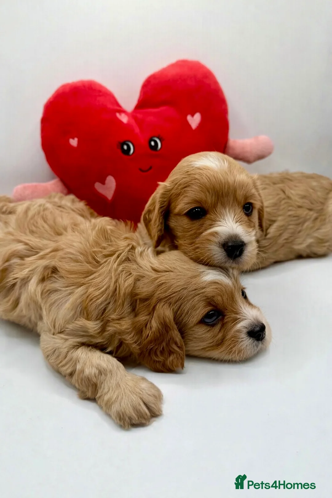 Cavapoo dogs for sale: Gorgeous Cavapoo F1 puppies - Advert 12