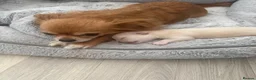 Chihuahua dogs for sale: Beautiful longhaired male puppy Ready to go 🐾 - Advert 5