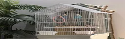 Budgerigars birds for sale: violet female budgie with free outdoor cage - Advert 3