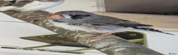 Finches birds for sale: zebra finches males and females read description  in Barnsley - Advert 3